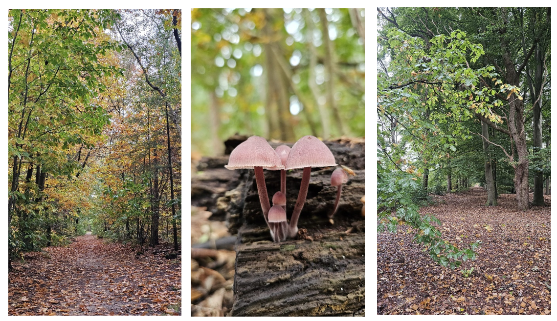 Blog Lunterse Buurtbosch