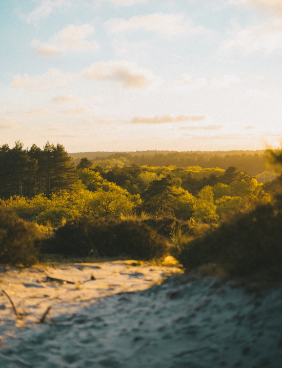 Veluwe landschap