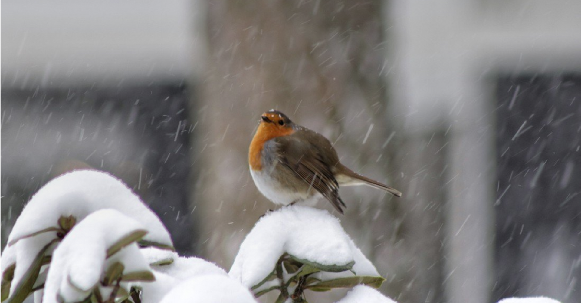 Roodborstje in de sneeuw