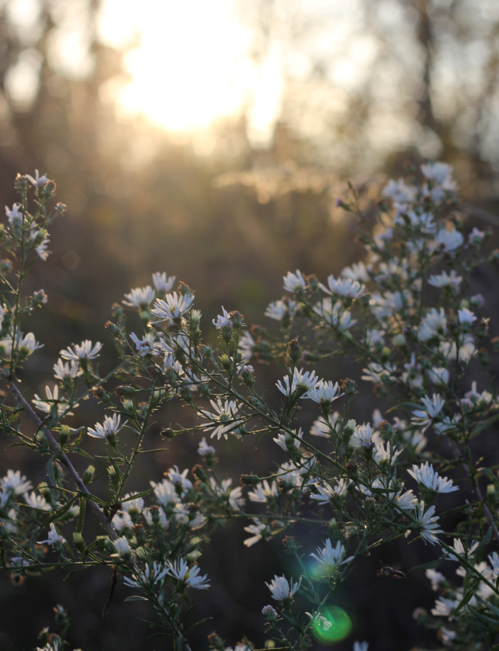 Witte bloemen aan struik