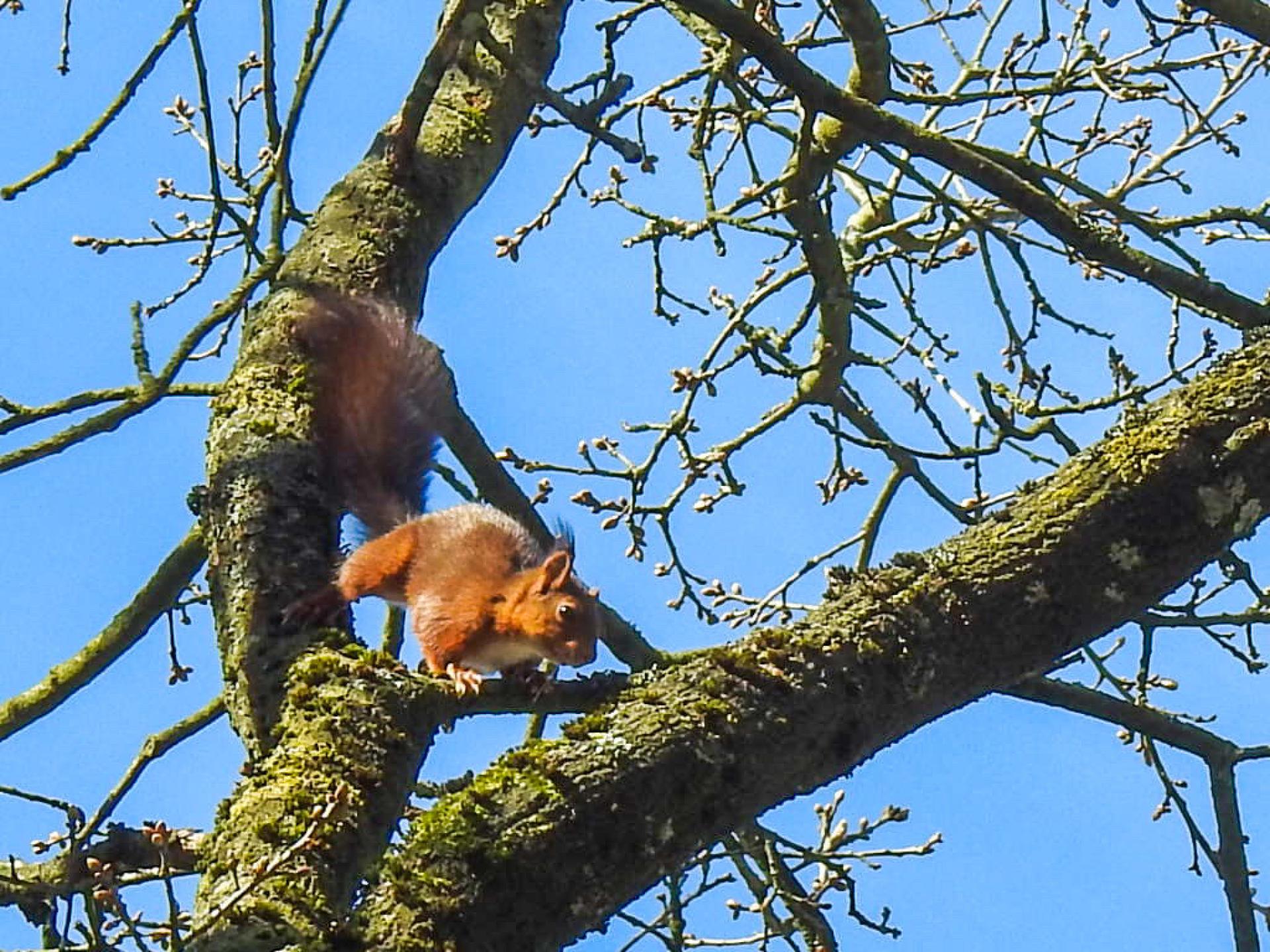 Eekhoorn natuur sfeer