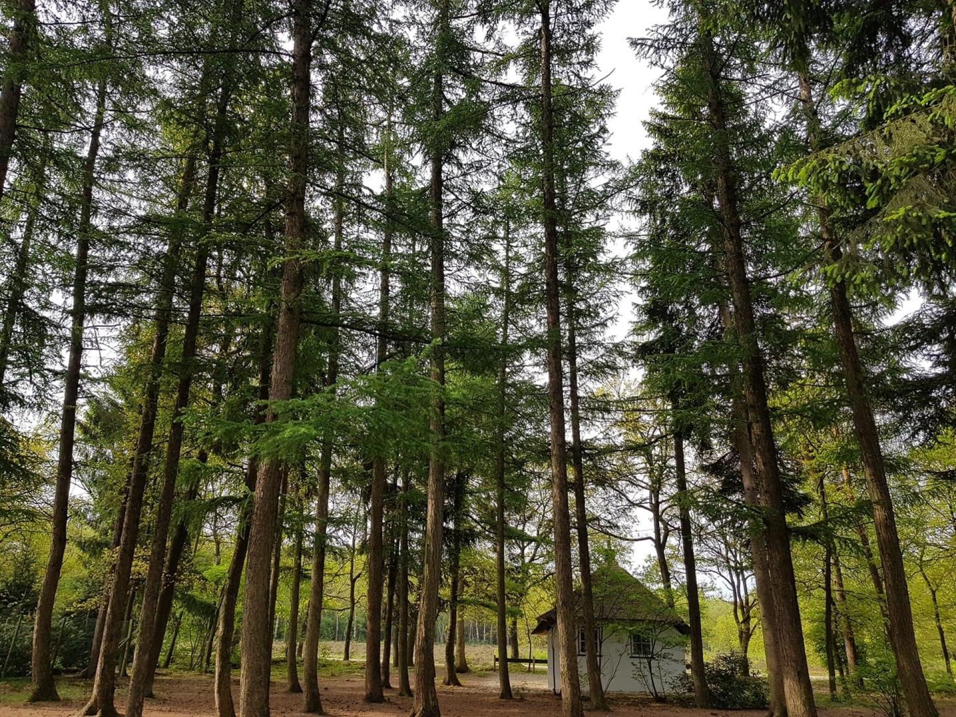 Berken uitzicht Lariks natuur