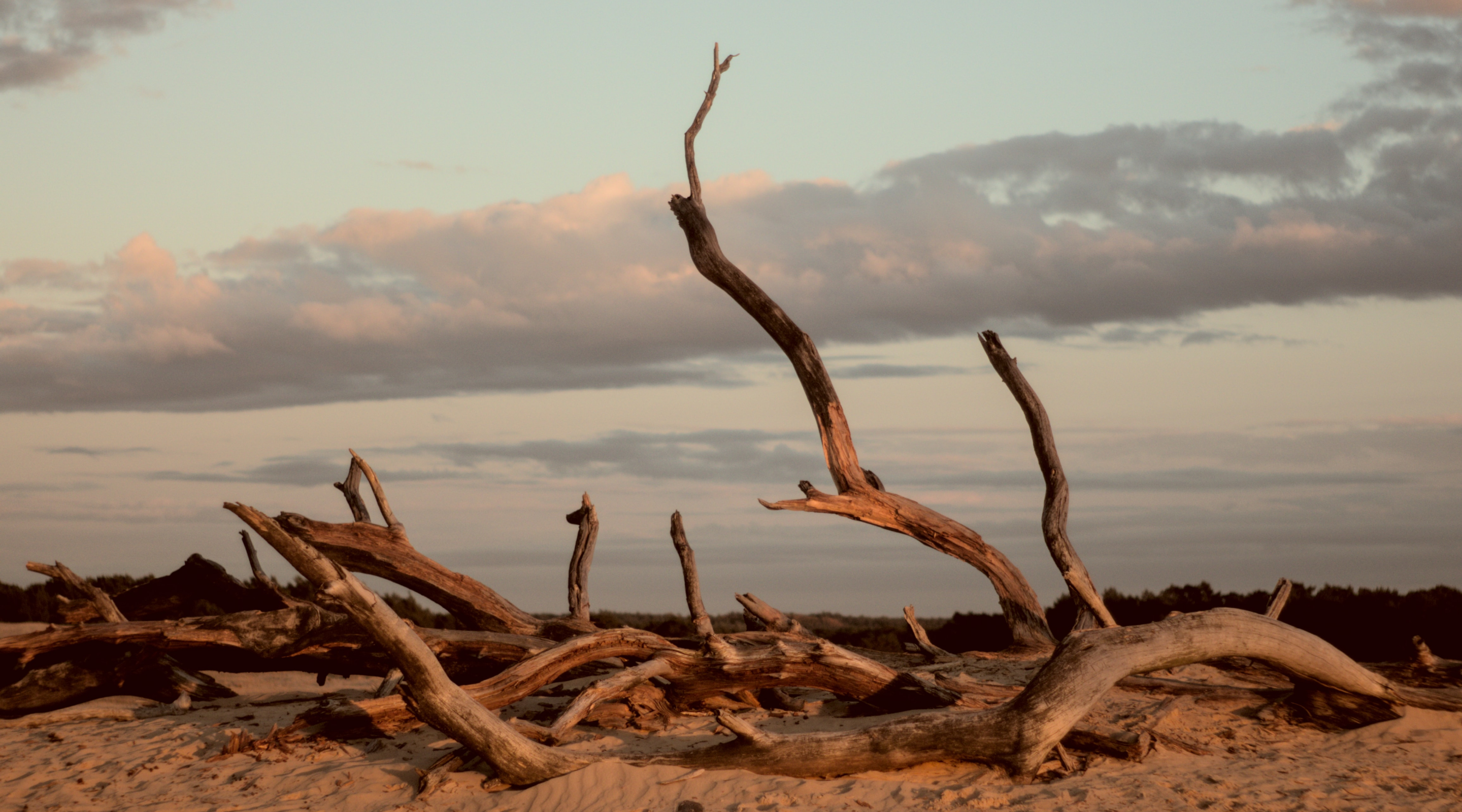 Verdorde boom op zandvlakte