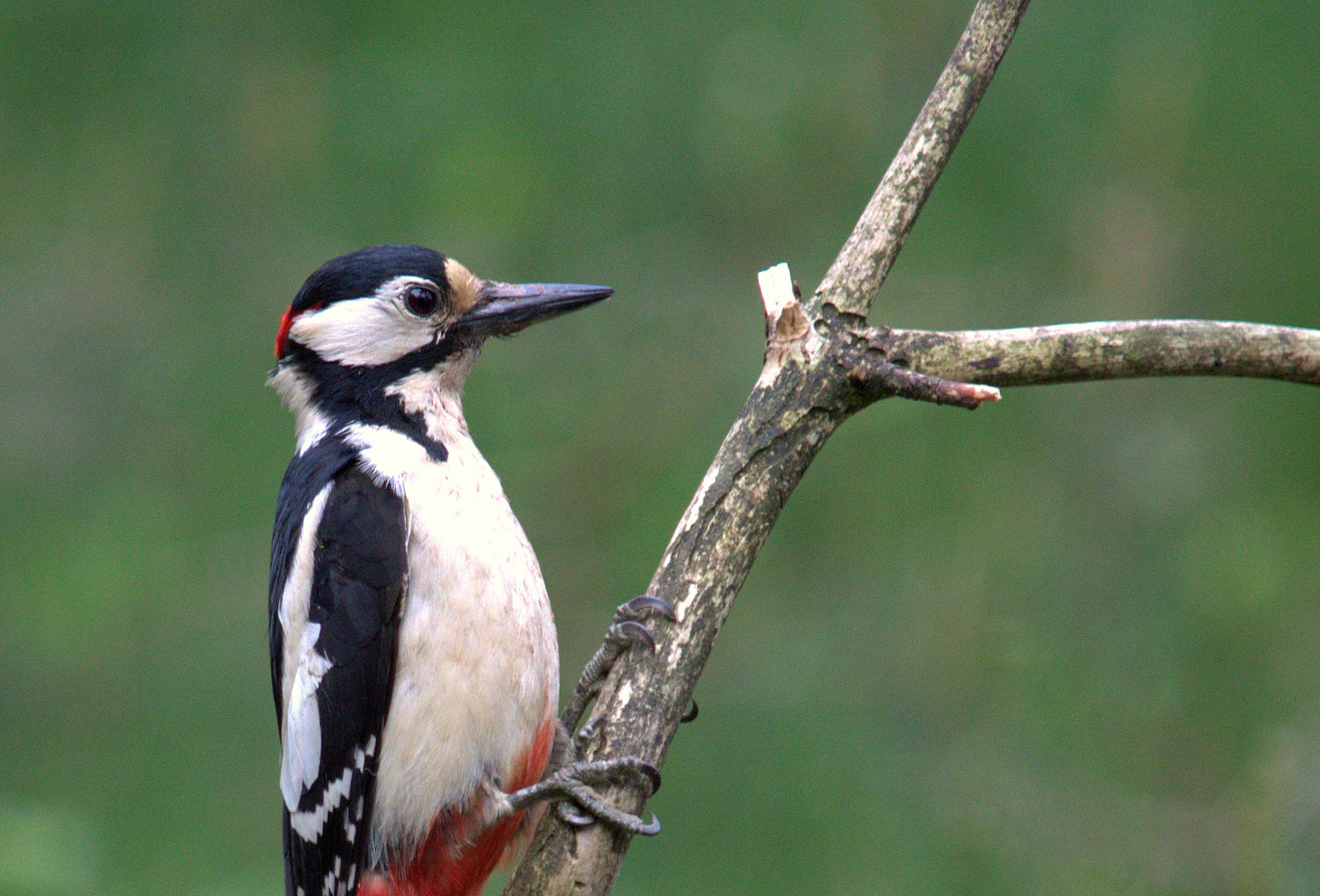 vogel natuur sfeer bonte specht
