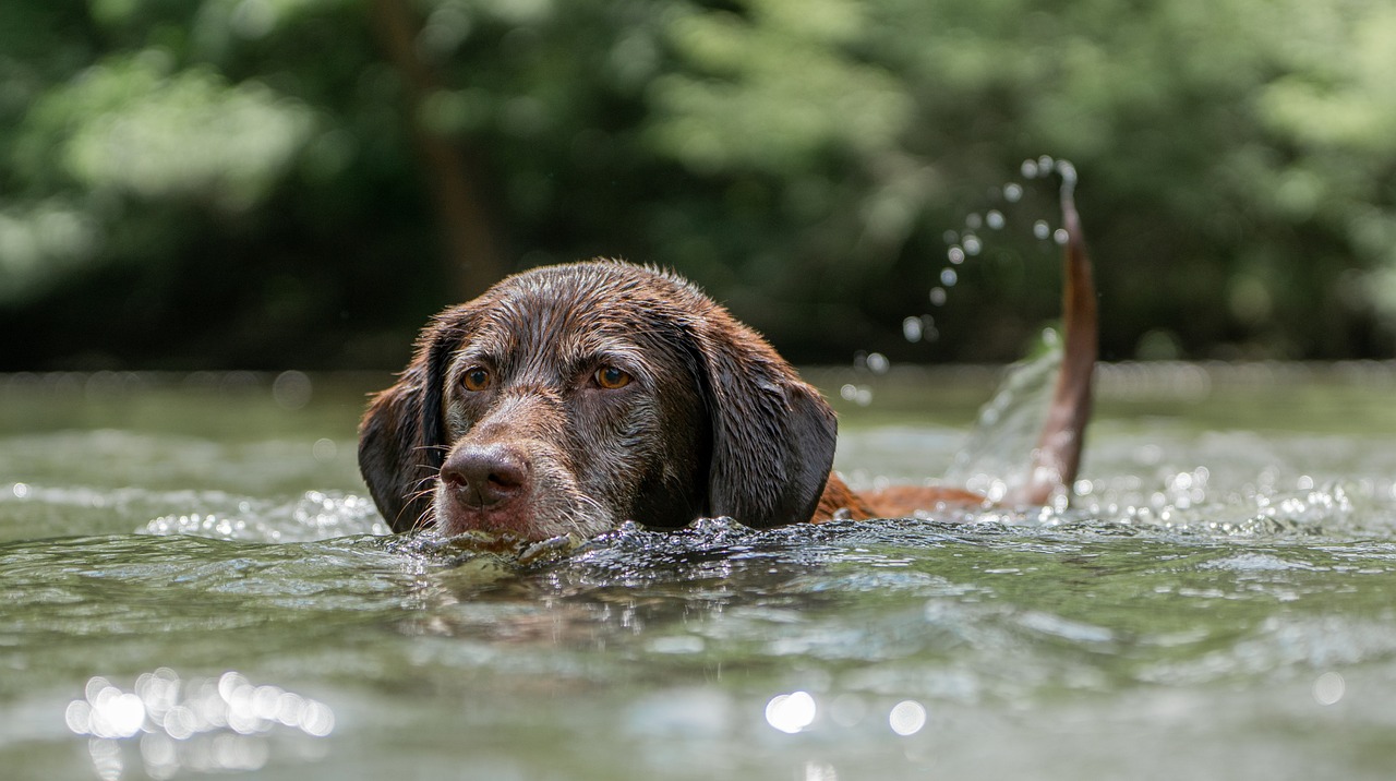 Hond zwemmen