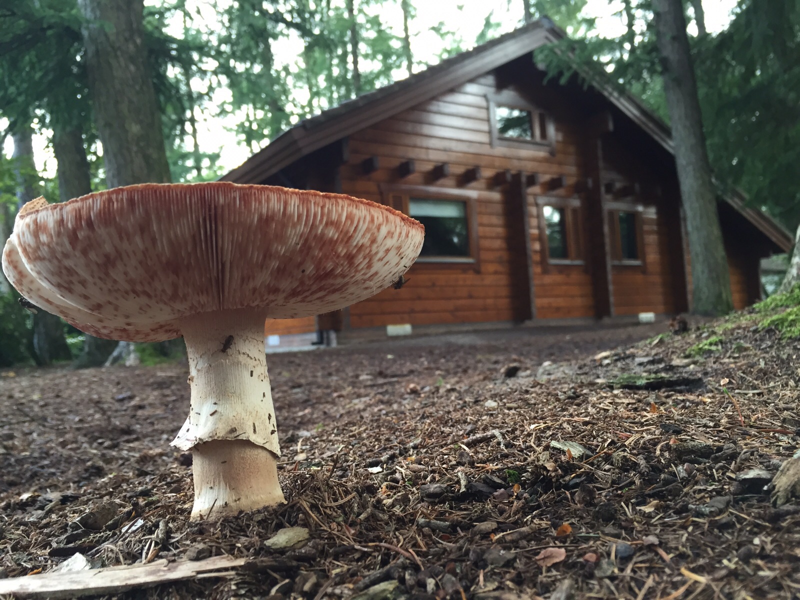 Herfst op de Veluwe Bungalow Fin 8 personen