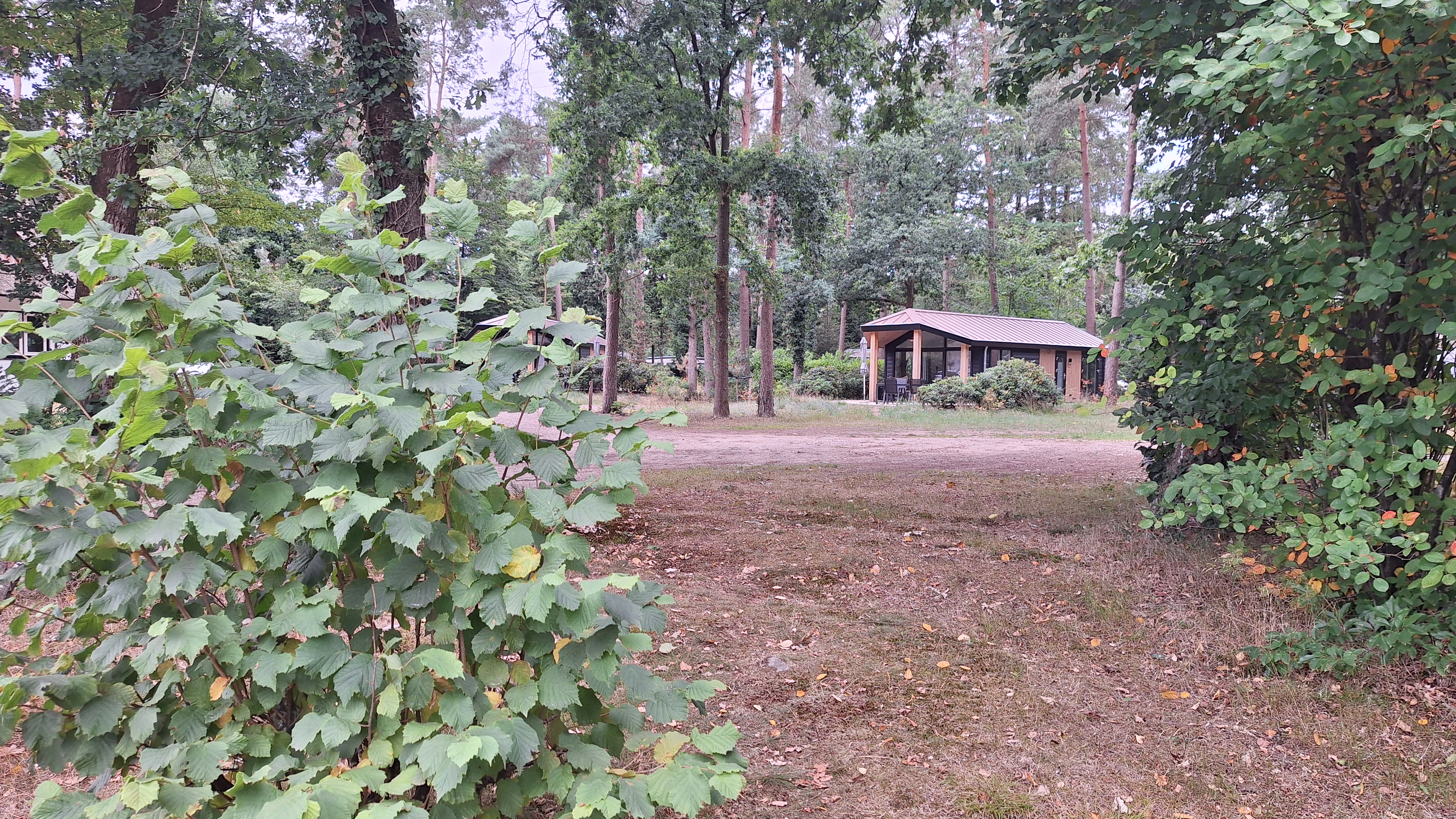 Hermelijn type Veluwe
