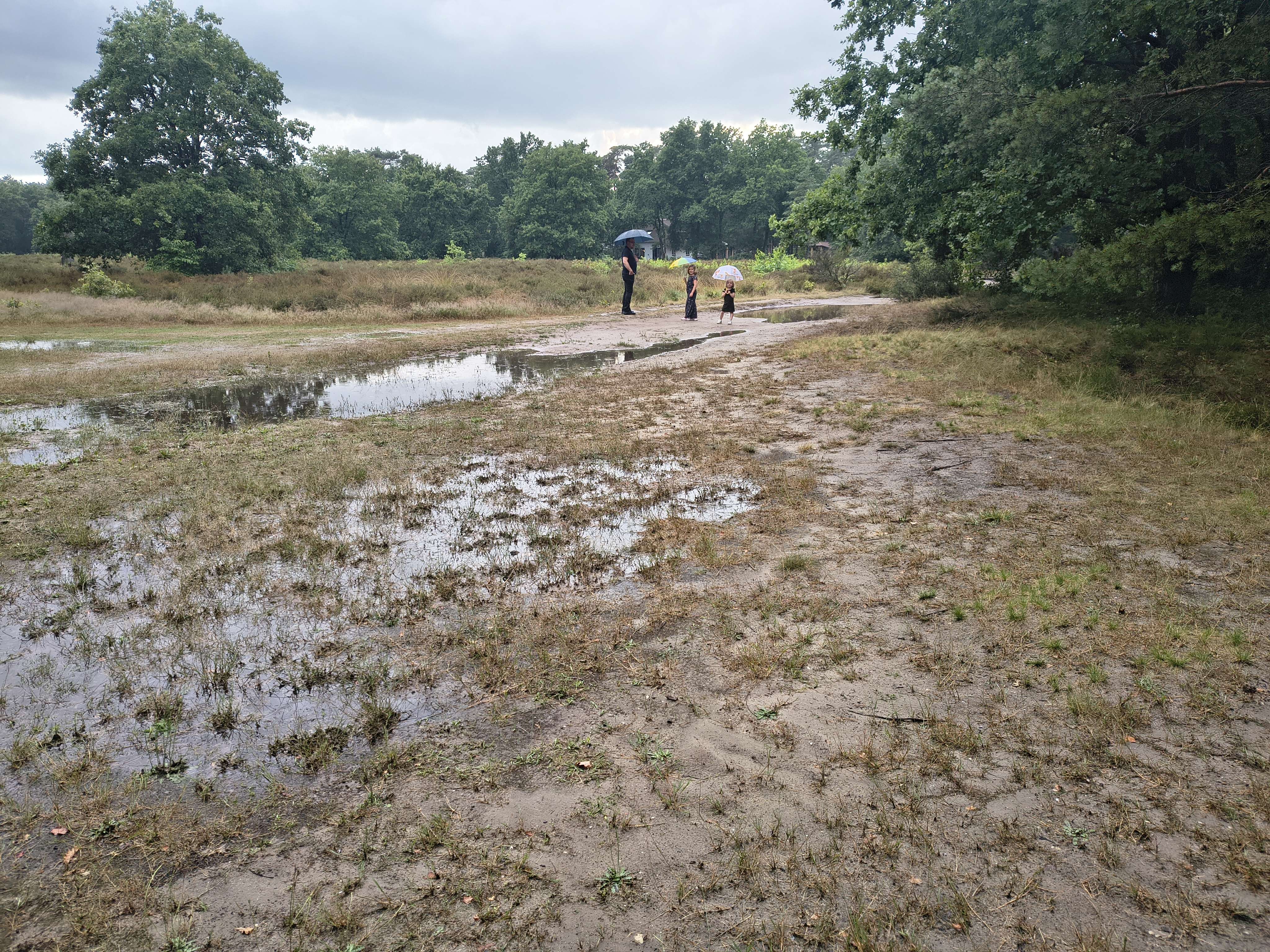 De heide met regen