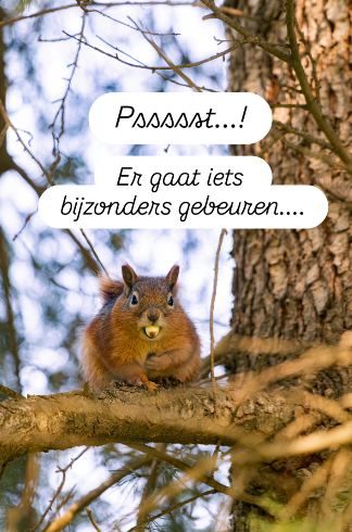 Eekhoorn er gaat iets bijzonders gebueren