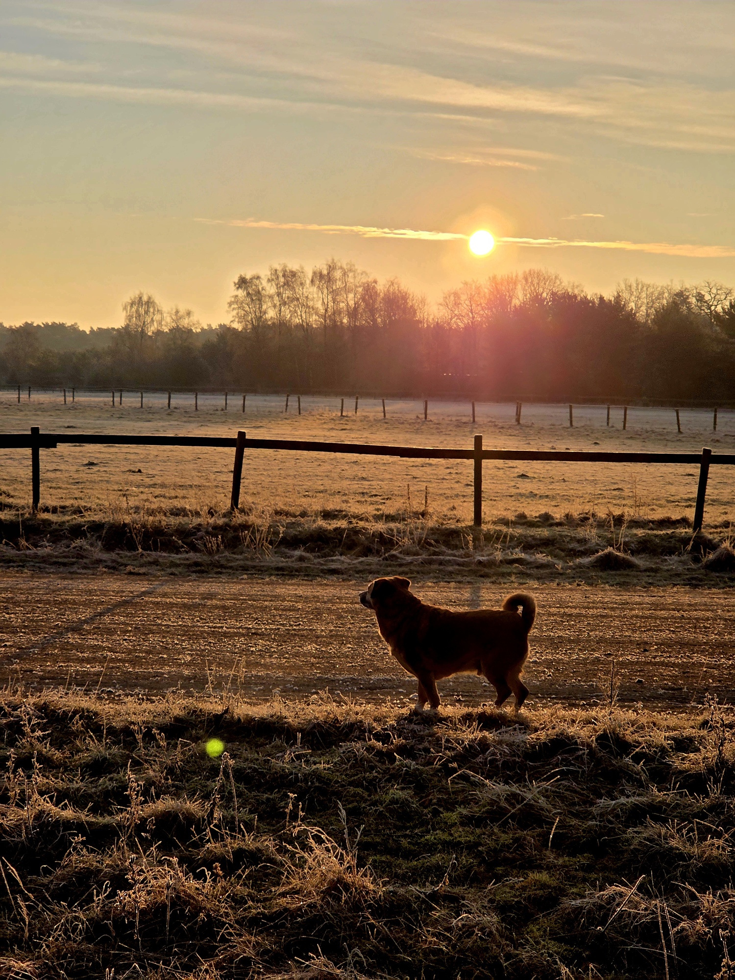  Hond zonsondergang sneeuw ingezonden