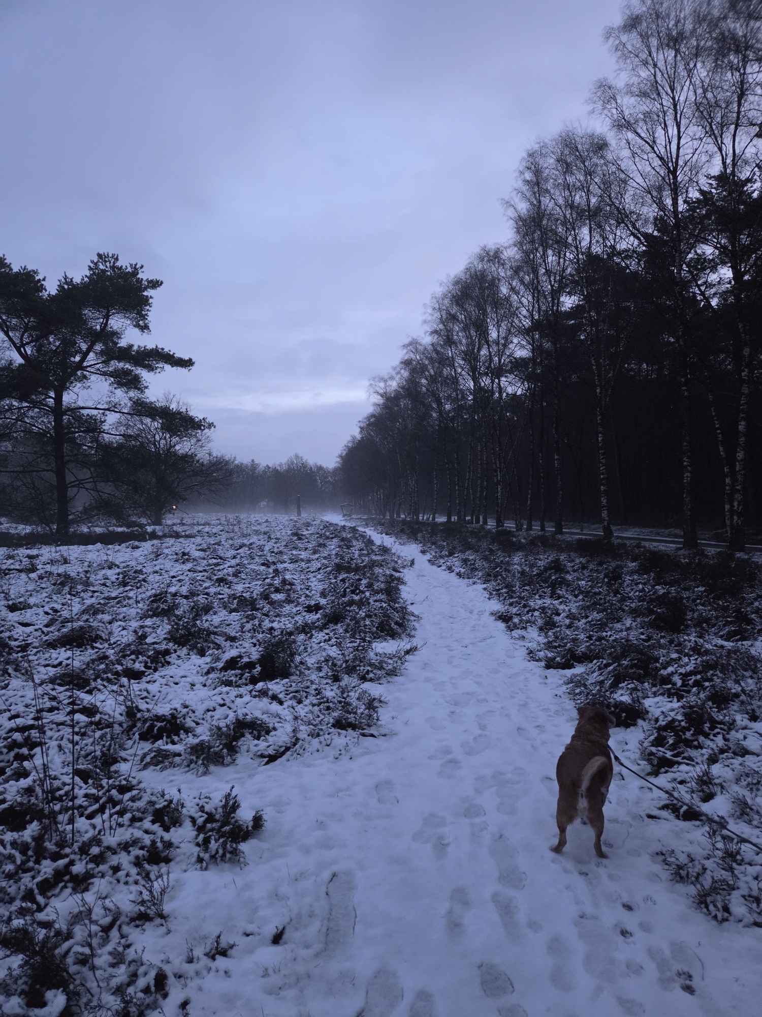  Hond sneeuw heideveld ingezonden