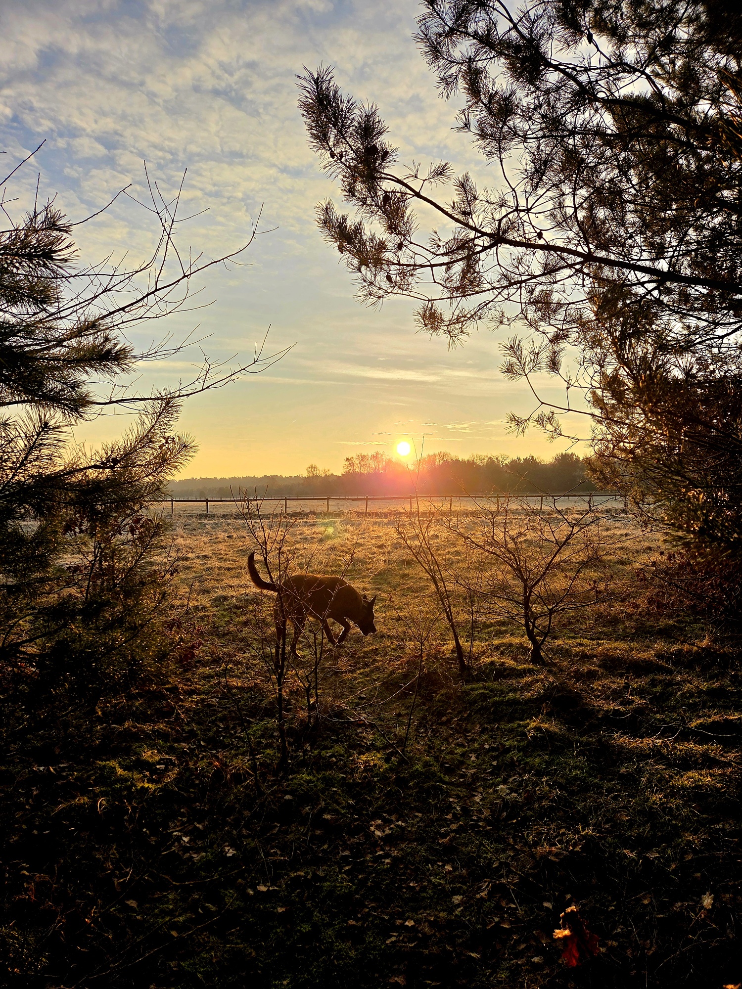 Hond zonsondergang ingezonden