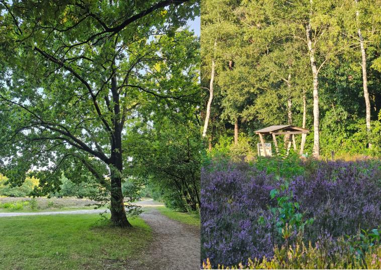 Wandelen bos omgeving natuur