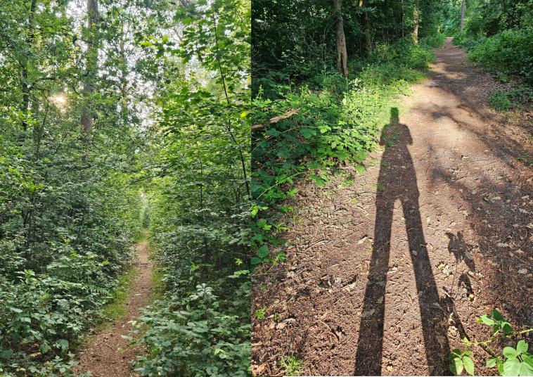 Wandelen bos omgeving natuur