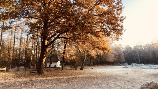 Winter sneeuw bungalow berken Veluwe