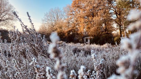 Winter sneeuw bungalow berken Veluwe