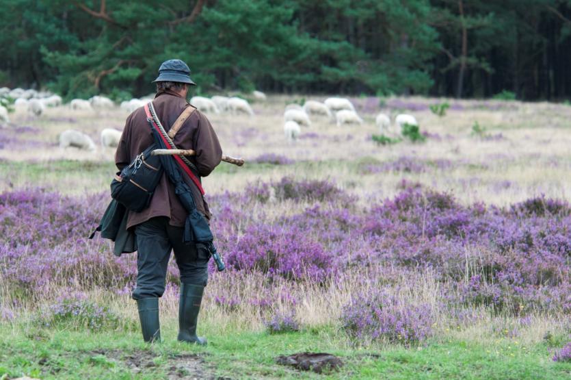 Schaapsherder herder schapen heide paars