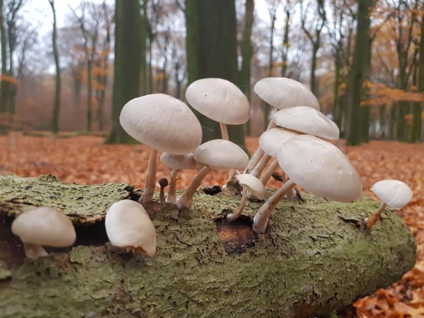 Paddestoelen herfst op de Veluwe