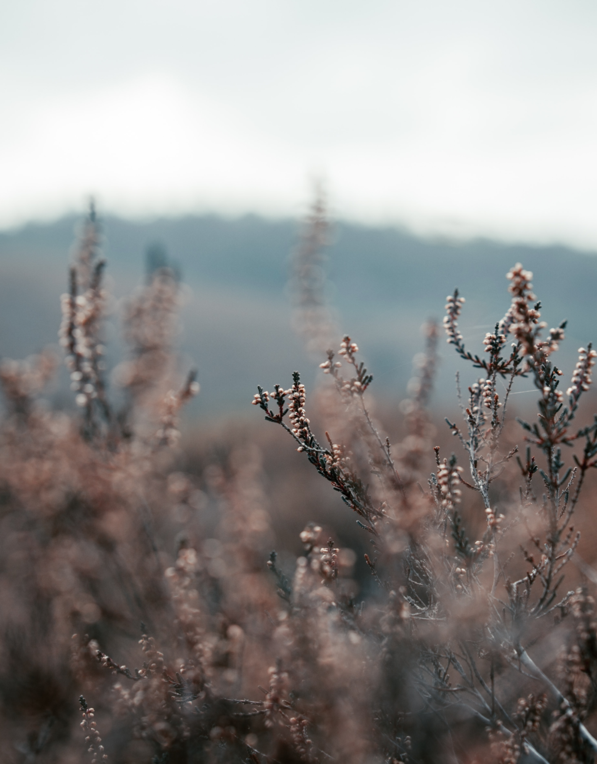 Heide in de winter