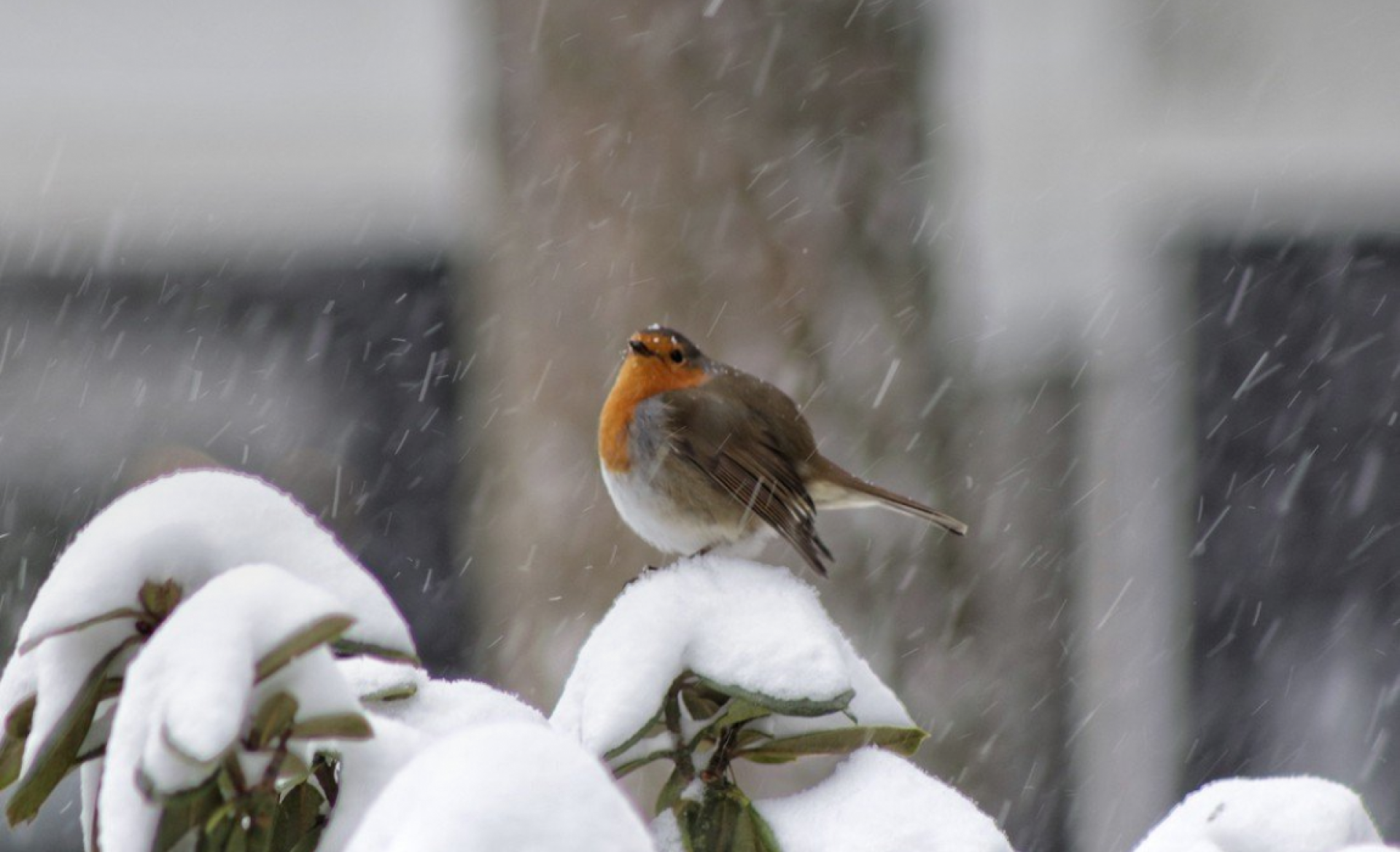 Roodborstje in de sneeuw