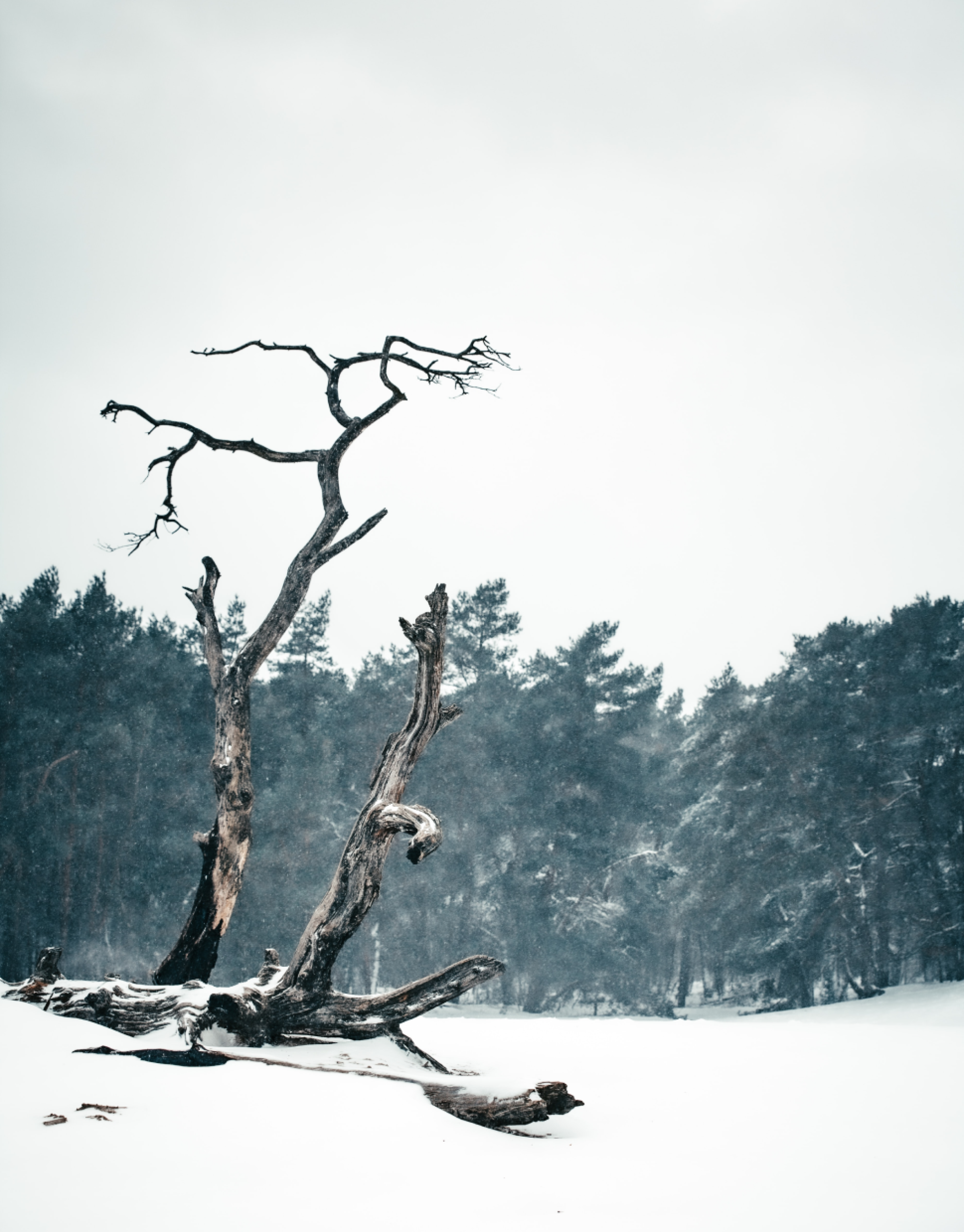 winterlandschap veluwe