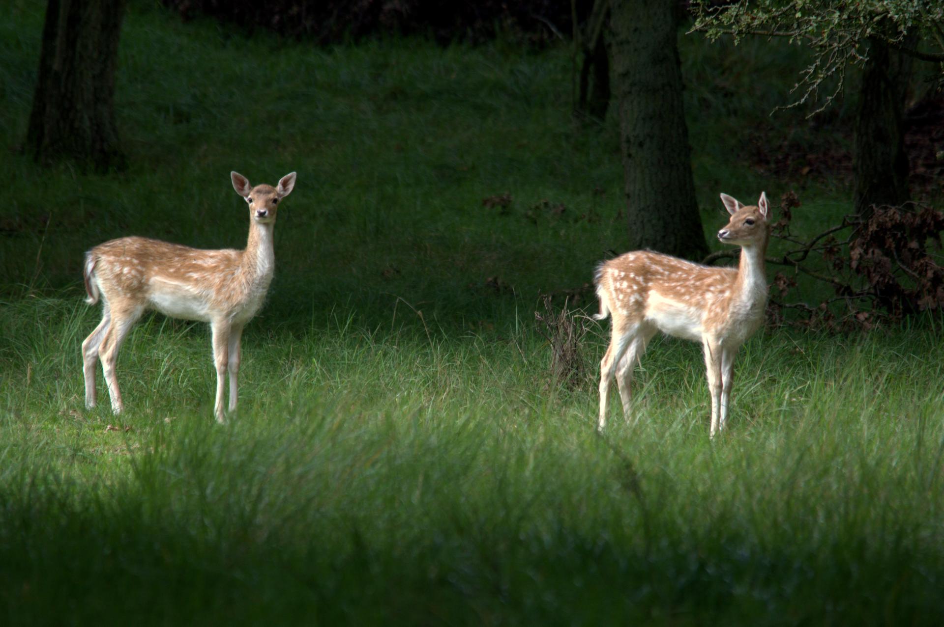 hertjes hert natuur sfeer