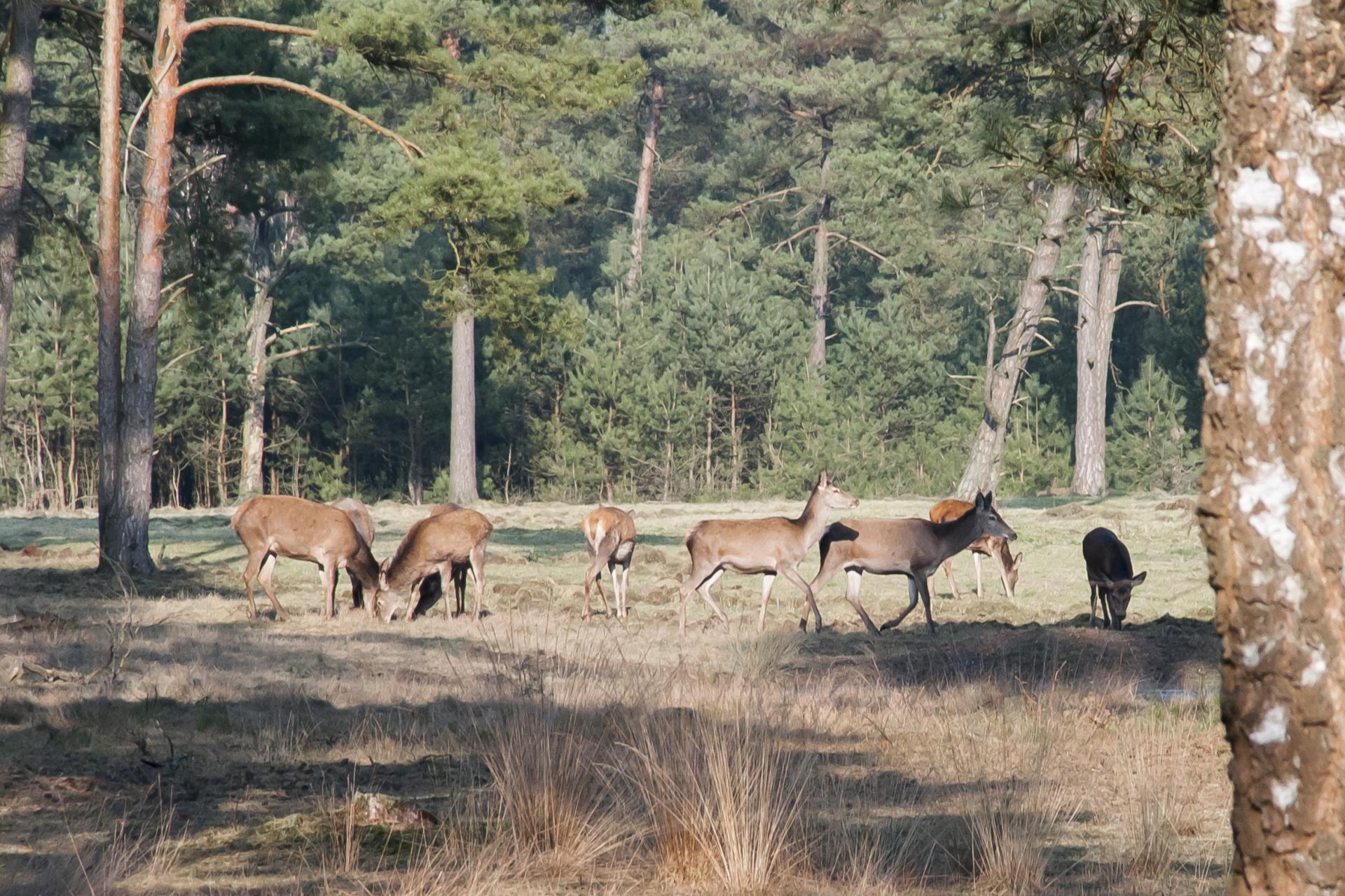 wild herten natuur