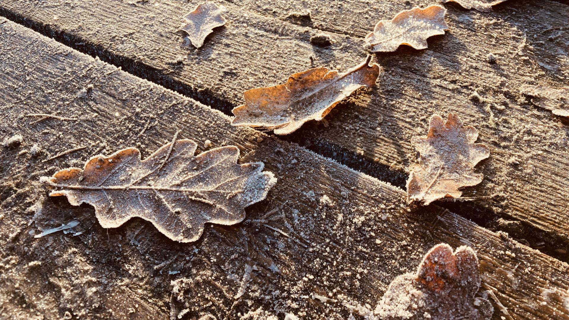 Winter sneeuw blad