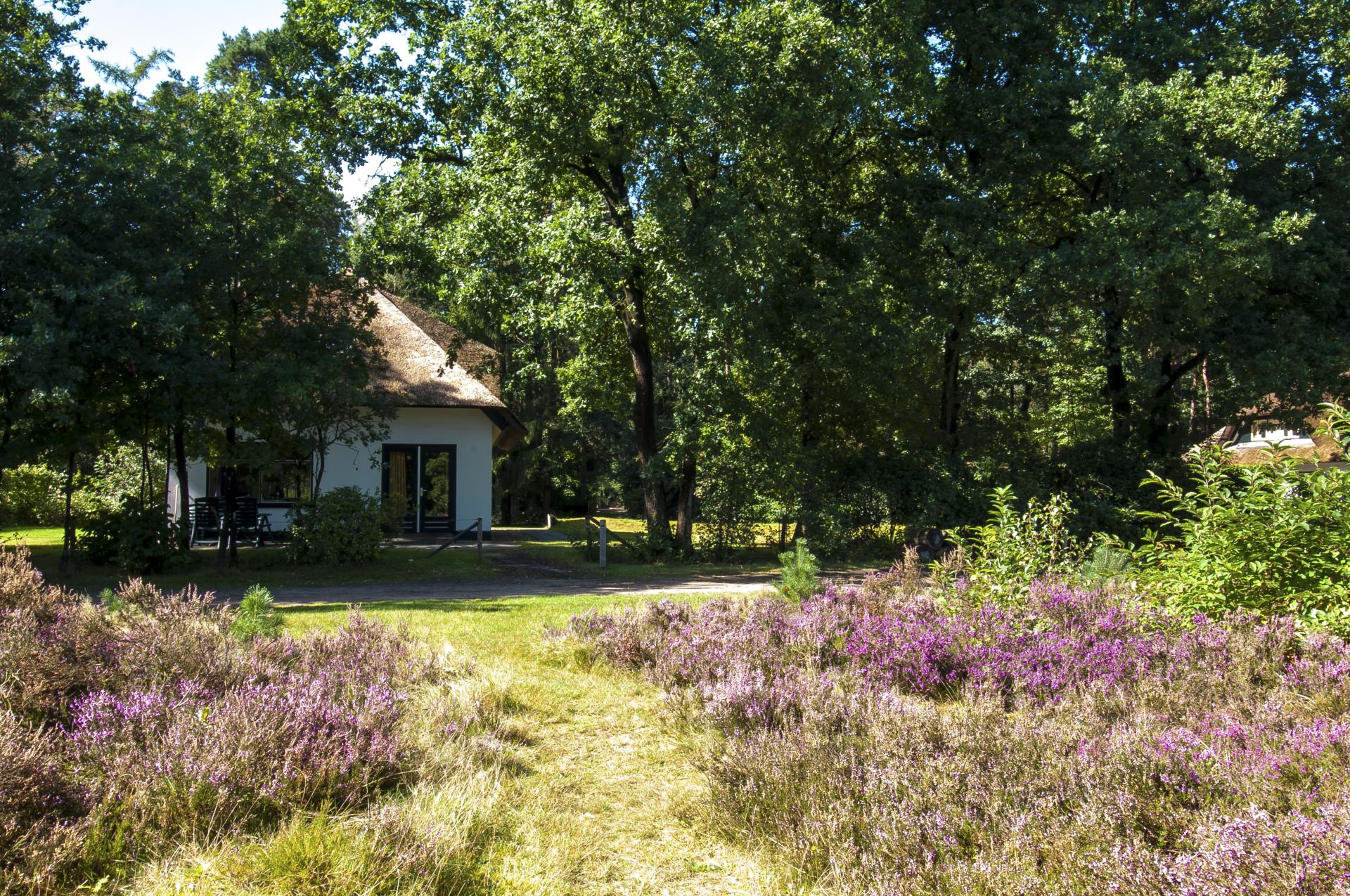 Beekje
