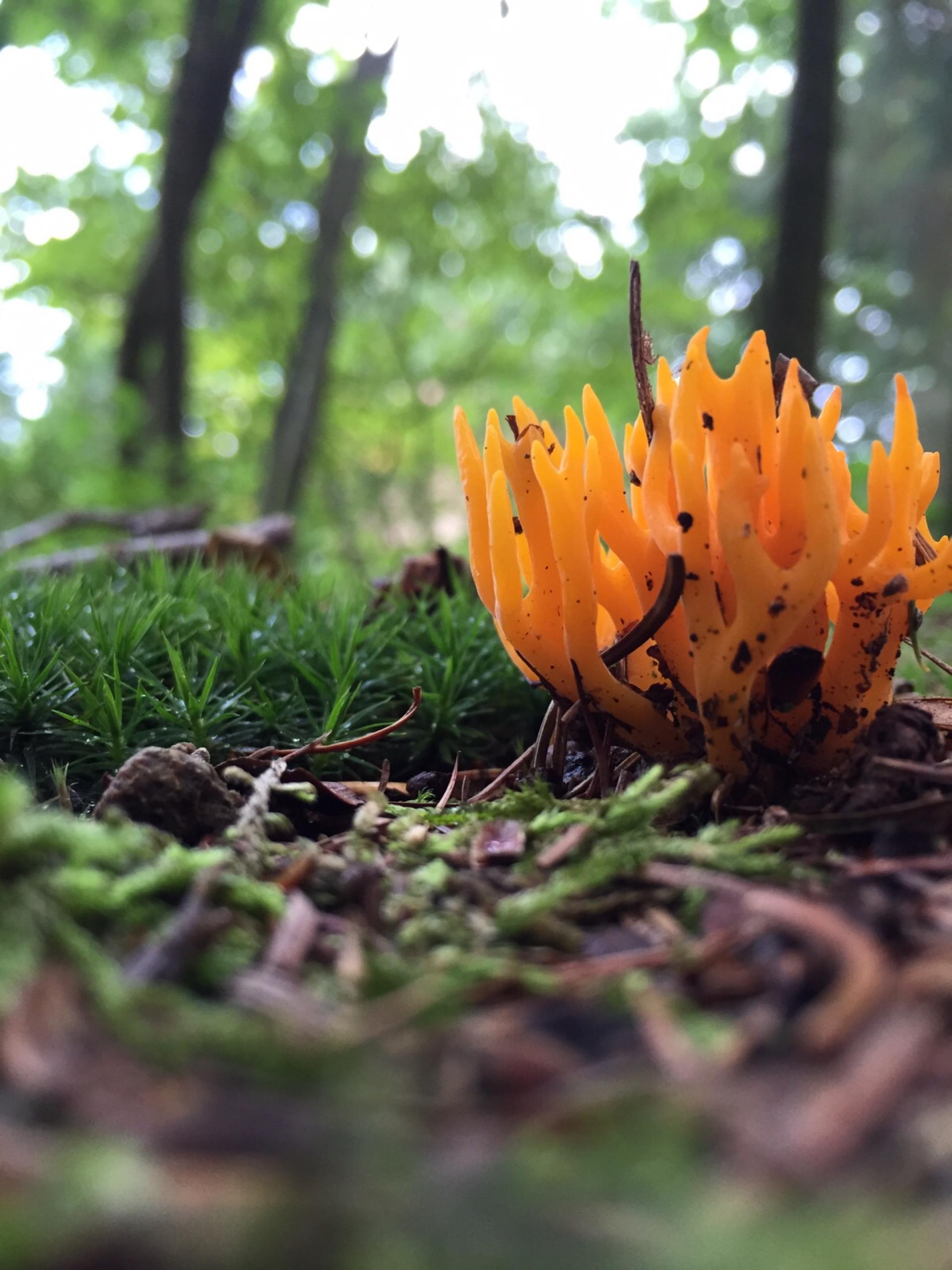 Herfst op de Veluwe paddestoelen op Het Lorkenbos