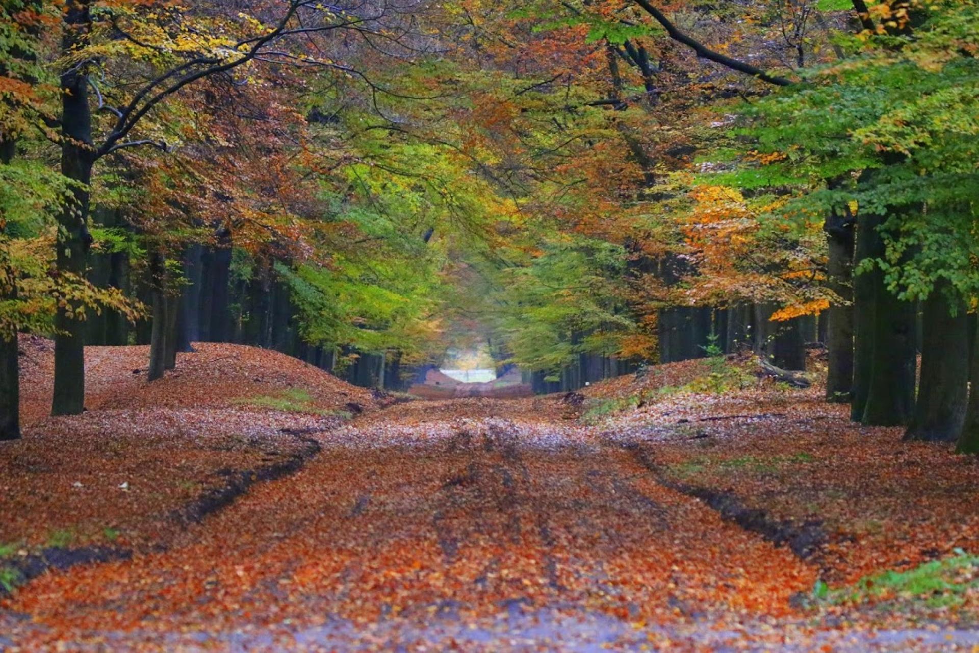 Blad van de bomen herfst op de Veluwe