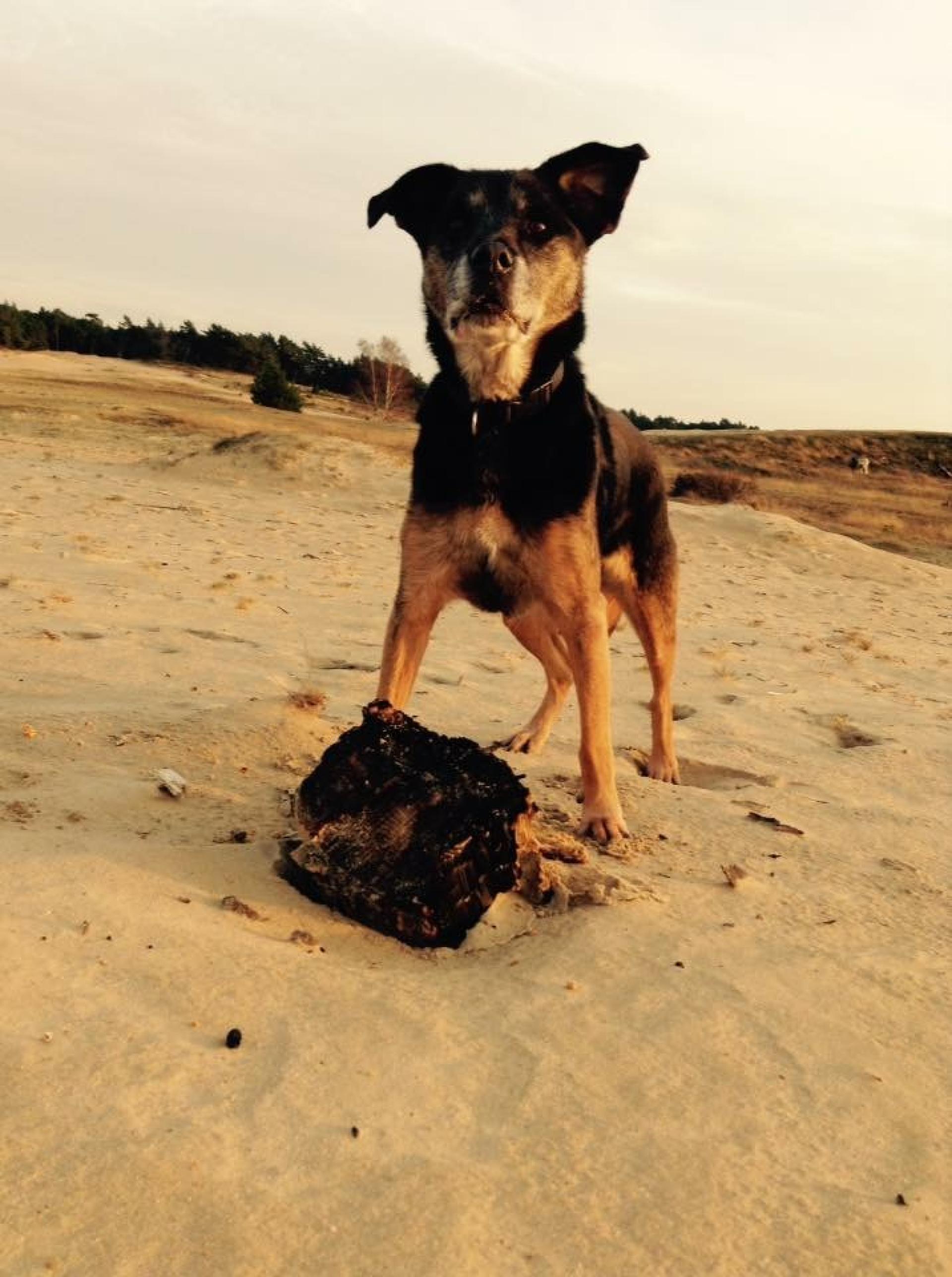 Hond