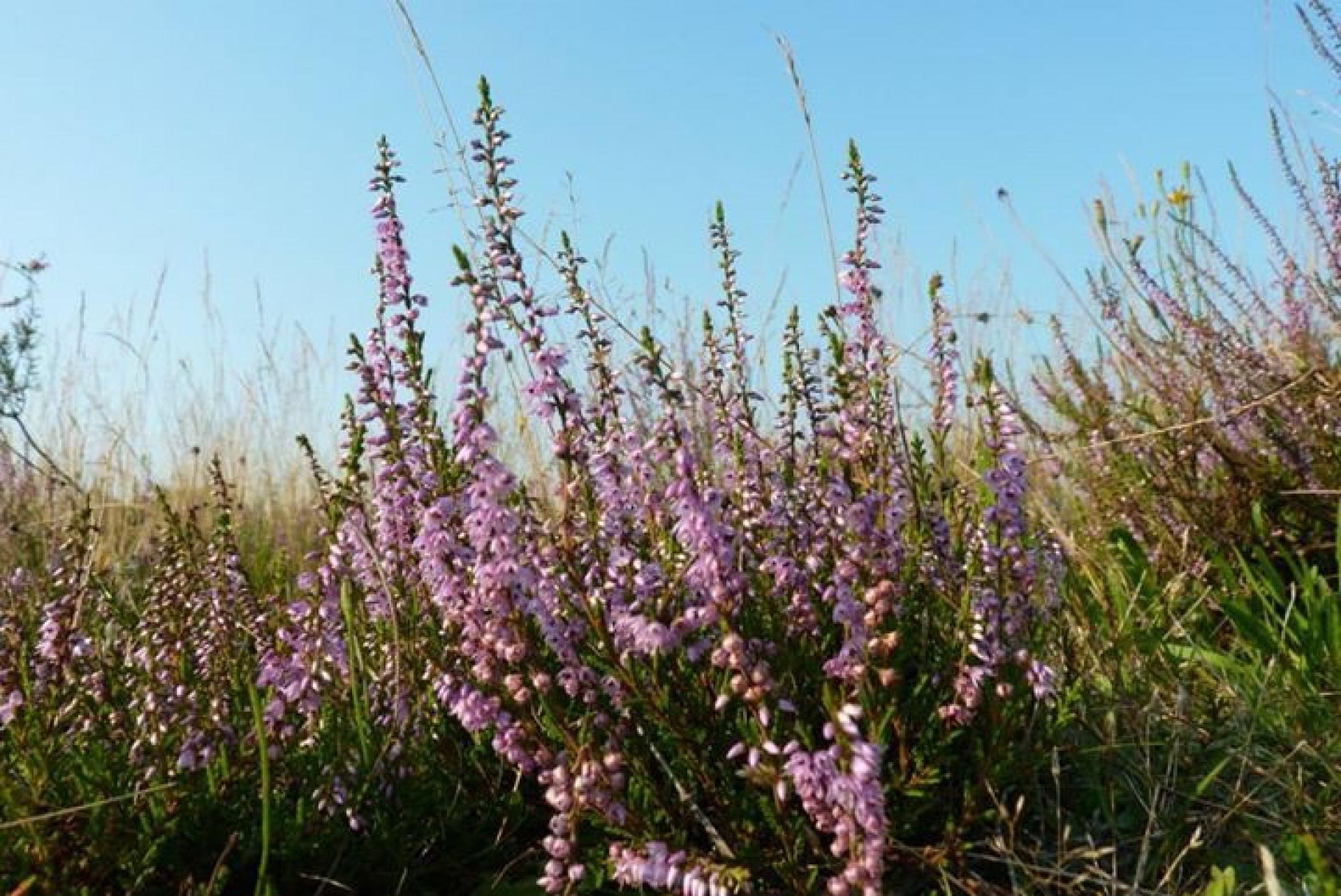 Zomer heide natuur sfeer