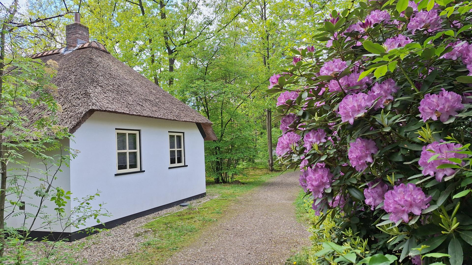 Rhododendrons bij huisje de Berken