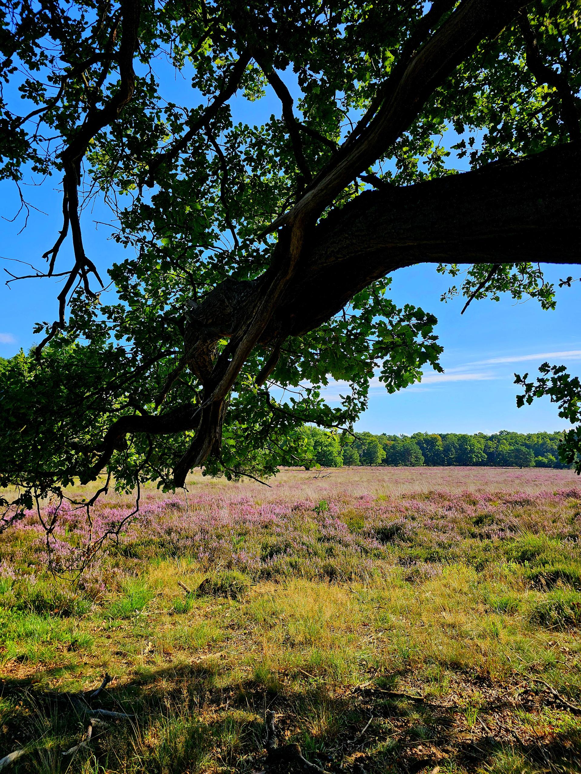 Lorkenbos algemeen sfeer