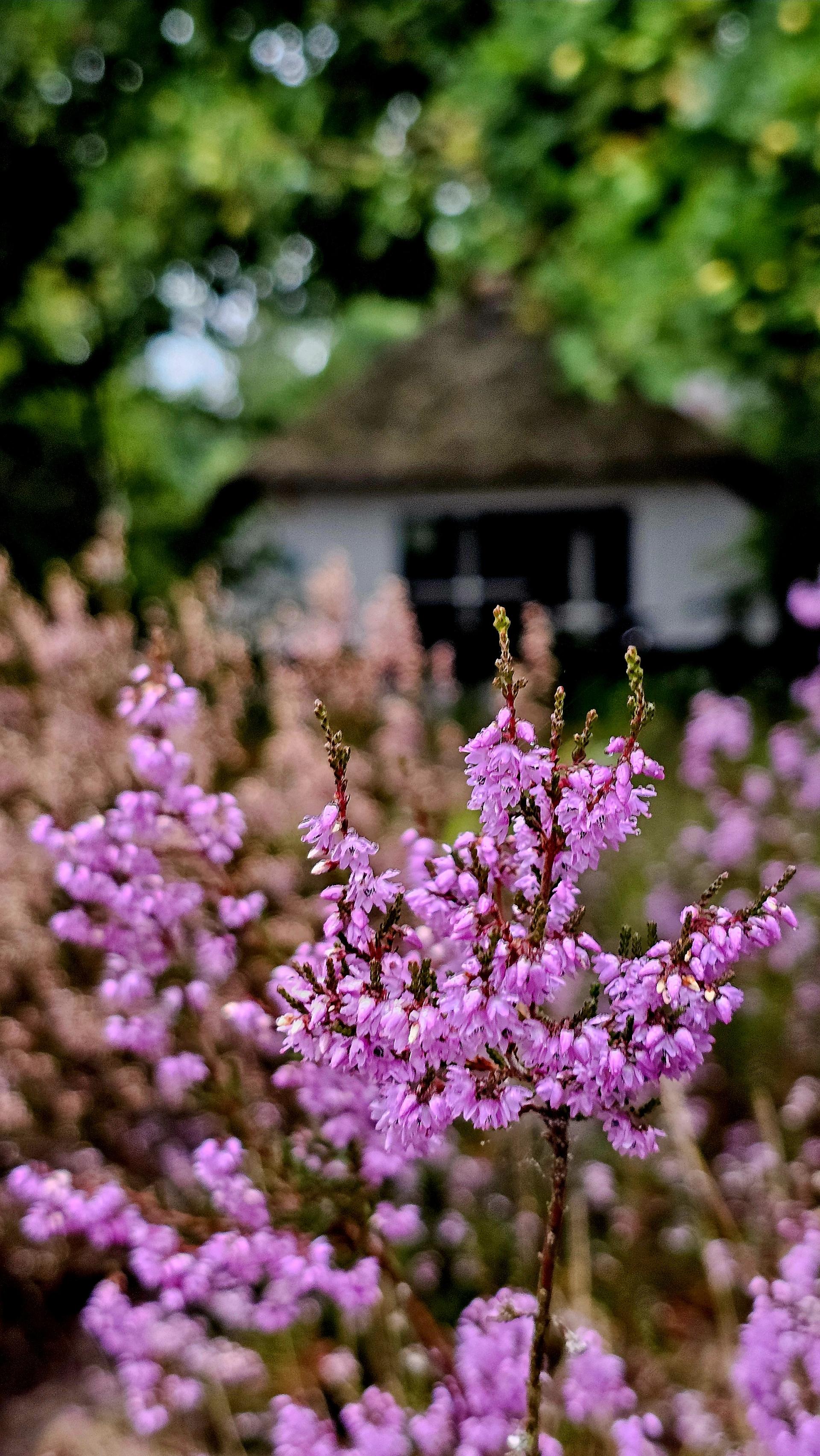 Lorkenbos algemeen sfeer