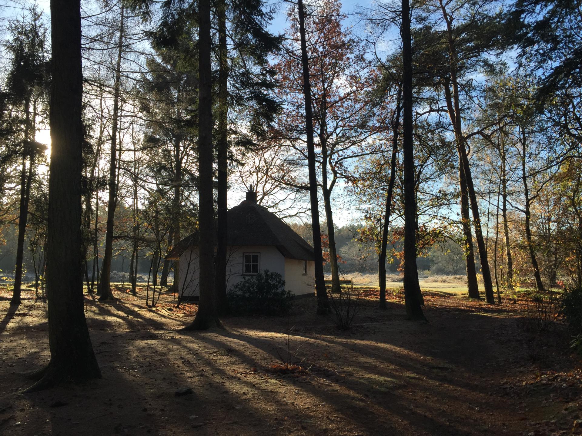 Lorkenbos algemeen sfeer berken