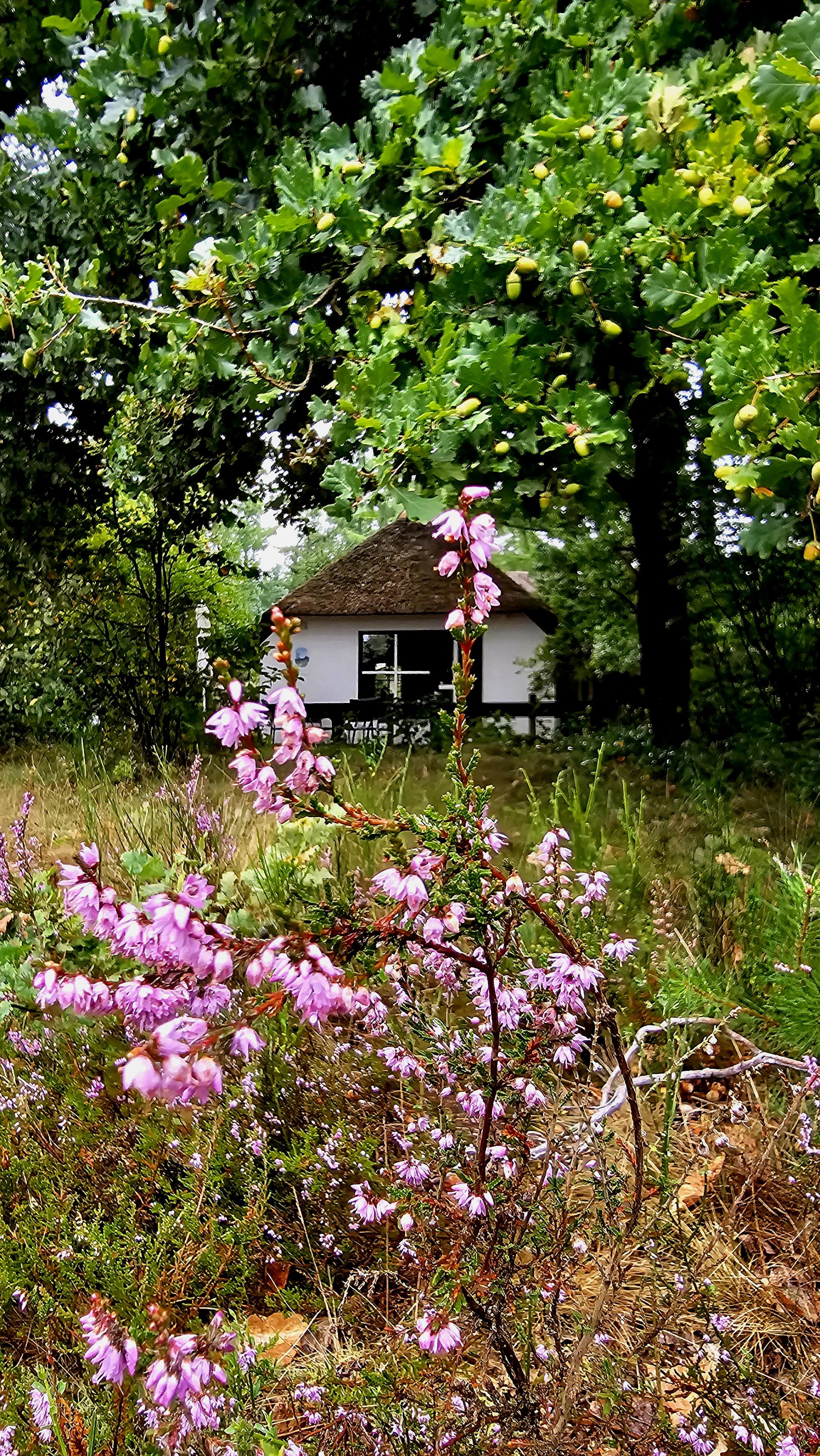 Berken Lorkenbos algemeen sfeer