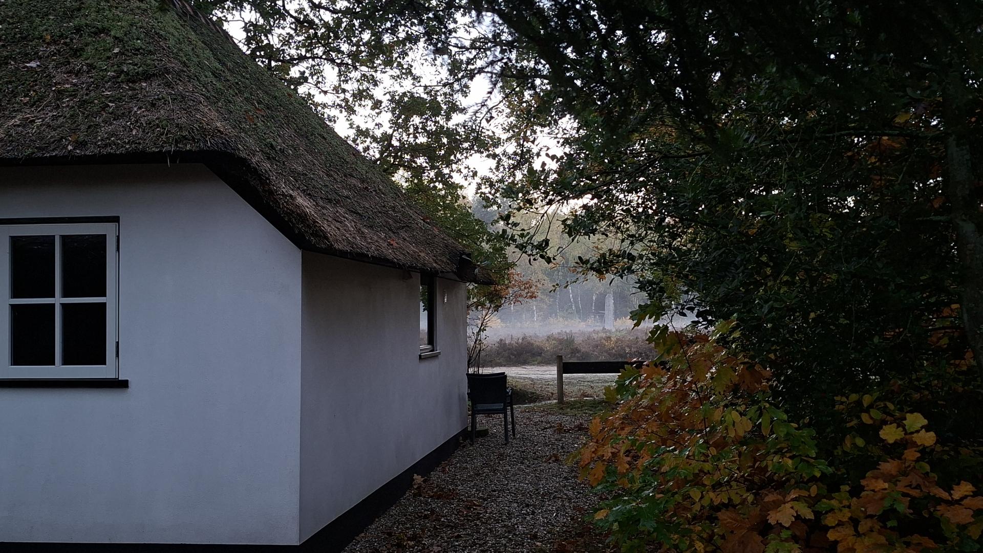 Berken herfst