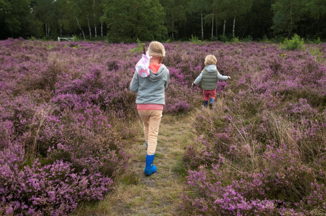 Kind heide natuur