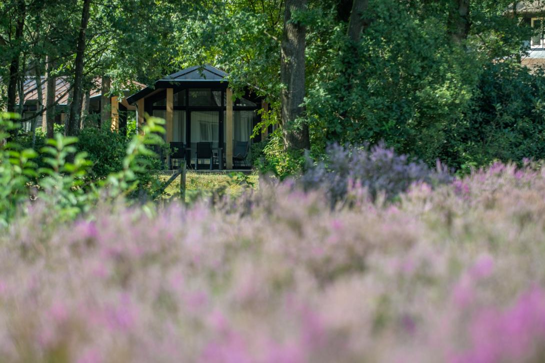 Type Veluwe heide
