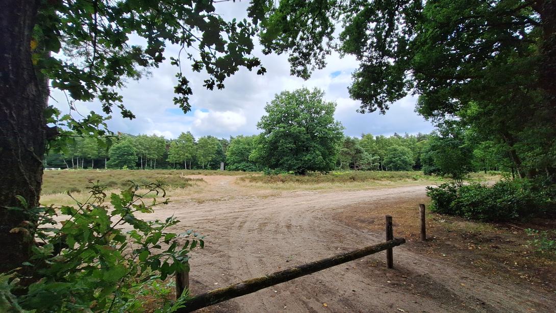 Hermelijn type Veluwe uitzicht heideveld