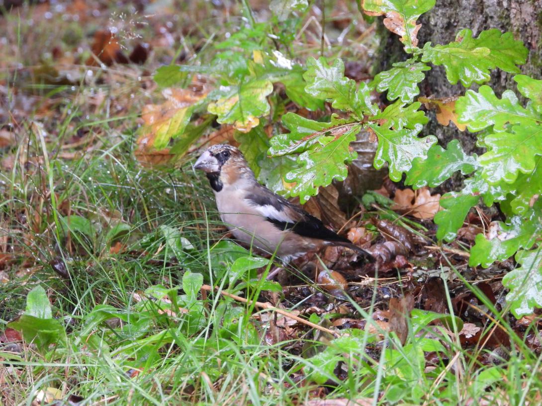 Vink