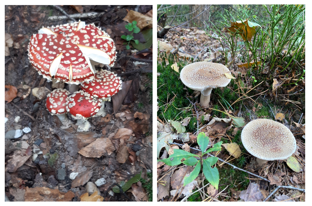 Paddenstoelen