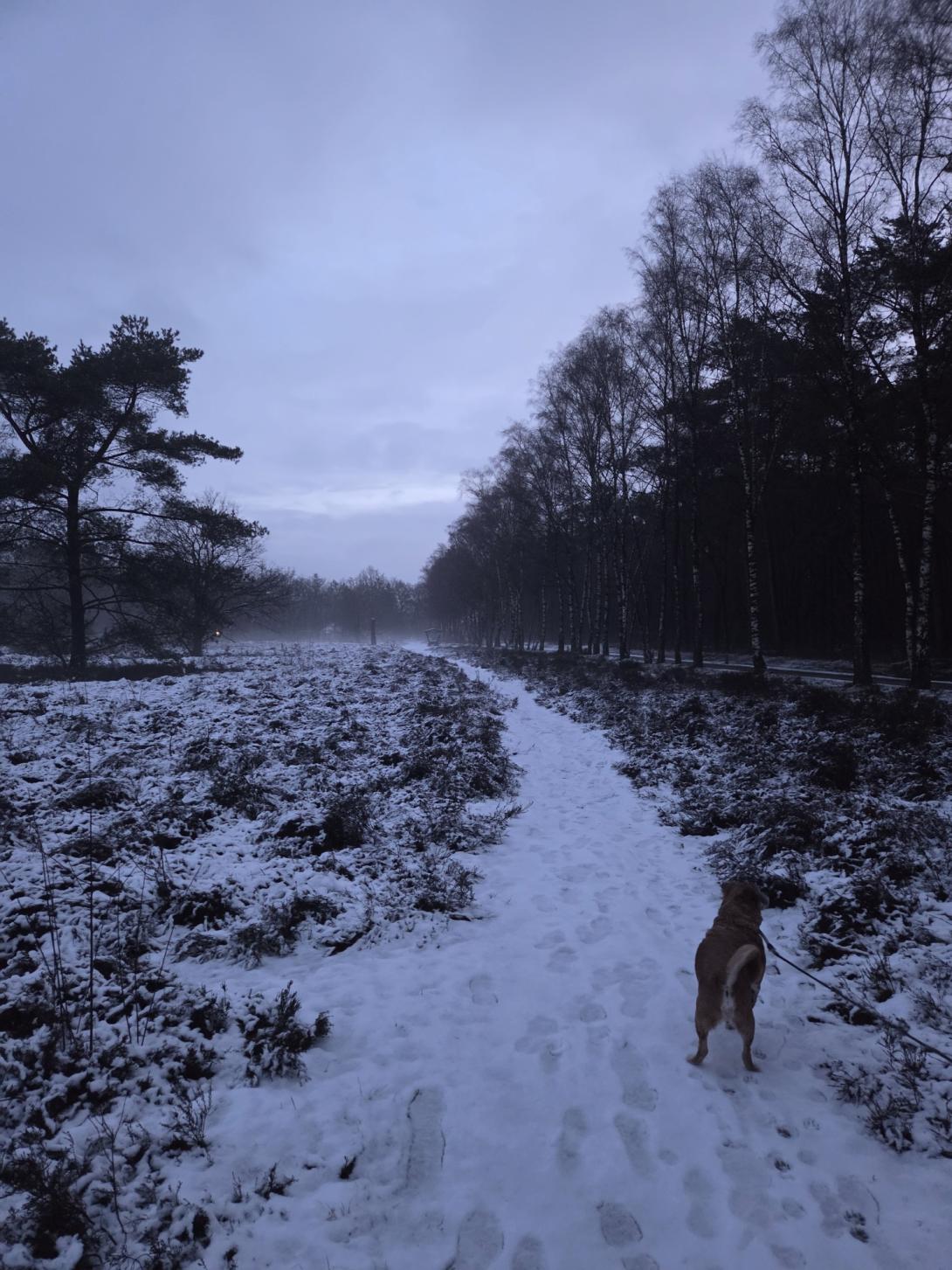  Hond sneeuw heideveld ingezonden