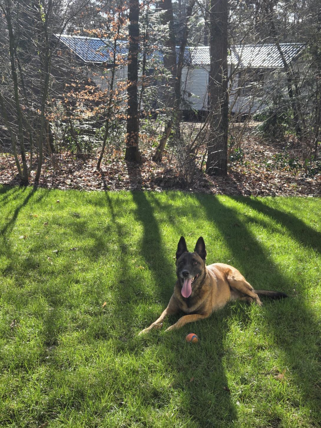 Gazon hond ingezonden
