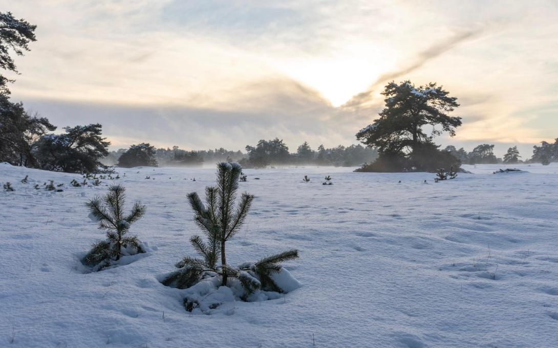 ingezonden sneeuw