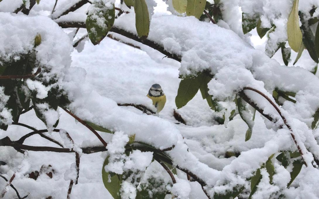 ingezonden sneeuw