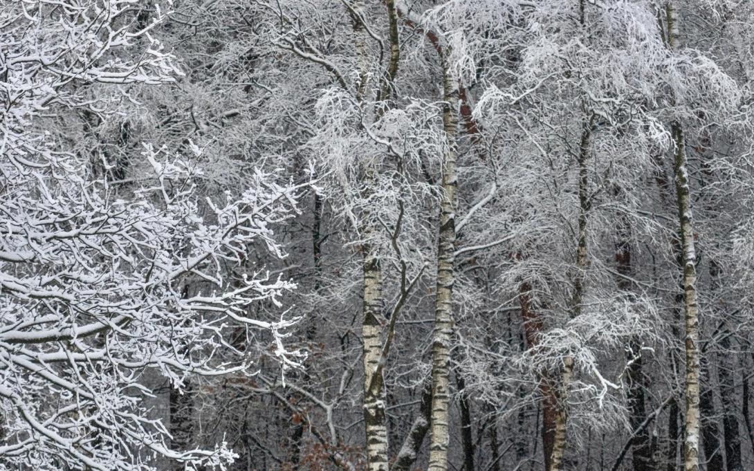 ingezonden sneeuw