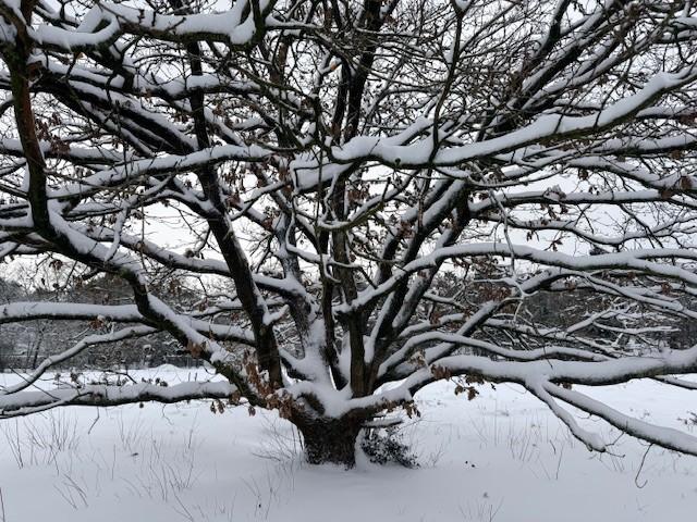 ingezonden sneeuw